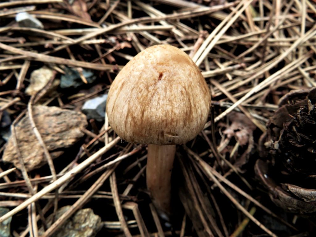 Inocybe sp.