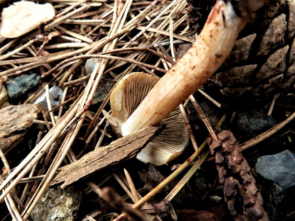 Inocybe sp.