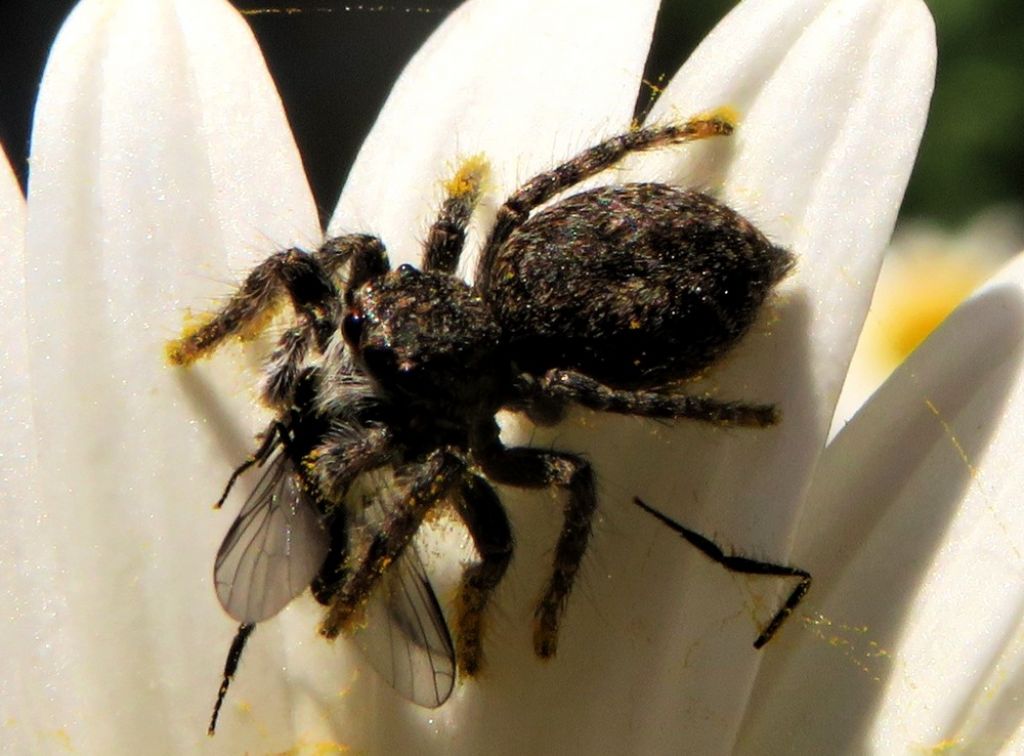 Philaeus chrysops, giovane - Campomorone  (GE )