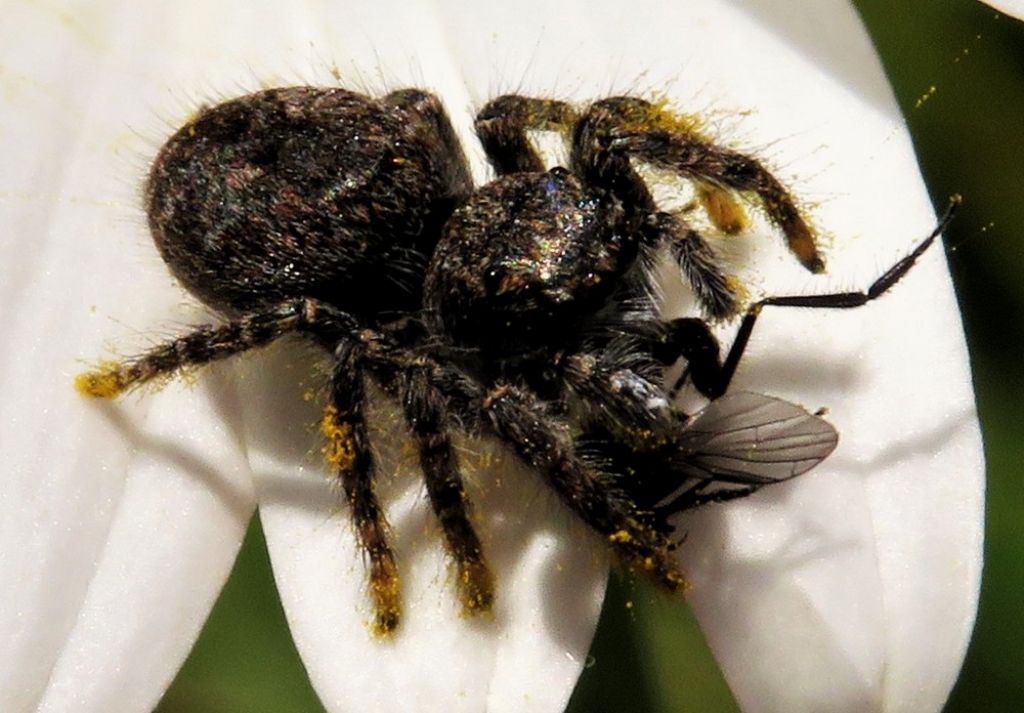 Philaeus chrysops, giovane - Campomorone  (GE )