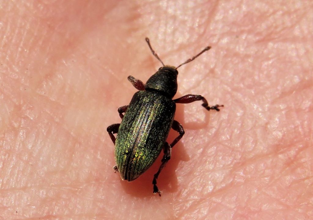 coleottero Curculionidae 1