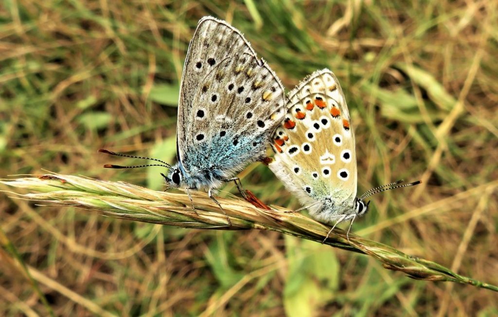 farfalla2