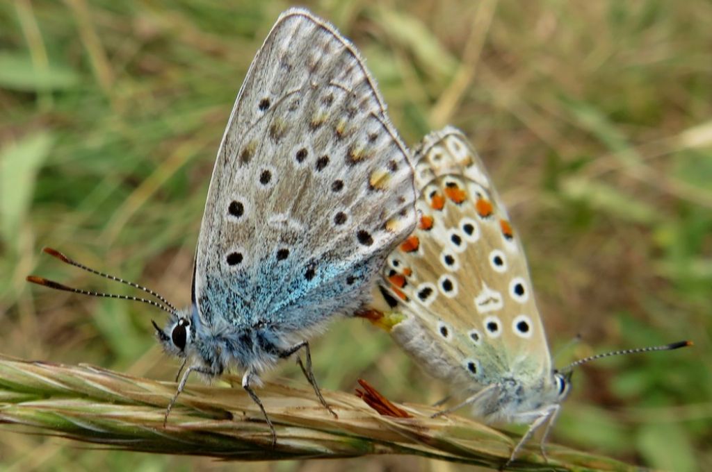 farfalla2