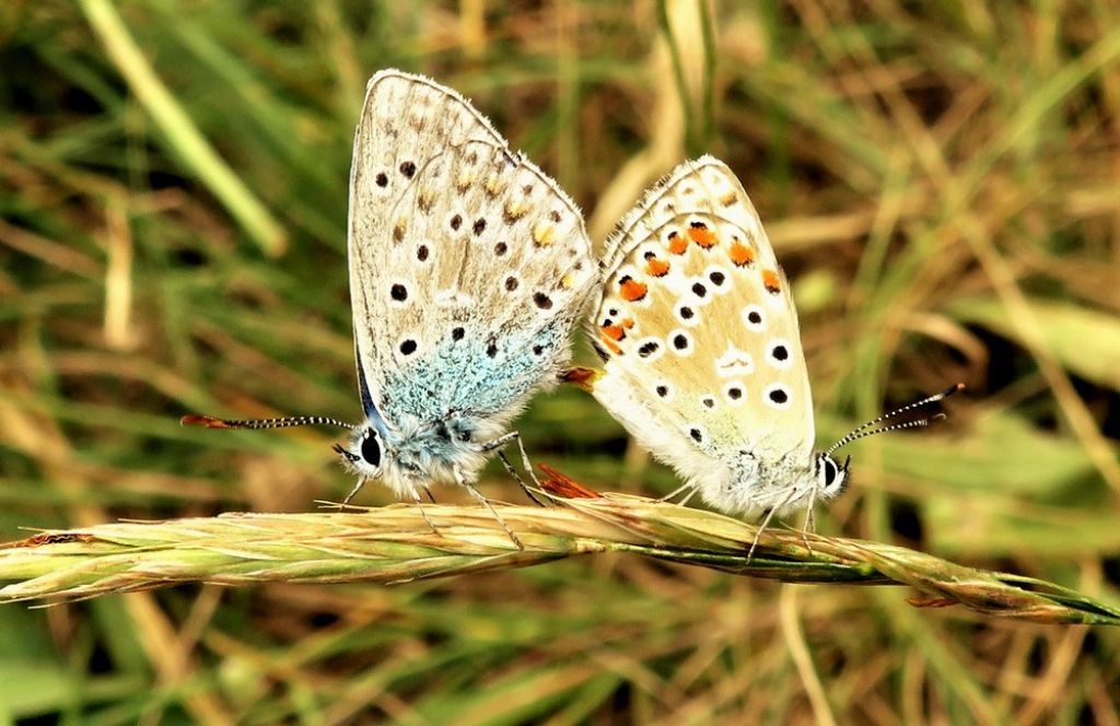farfalla2