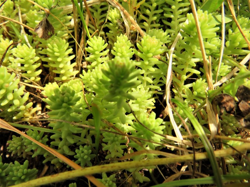 Sedum acre