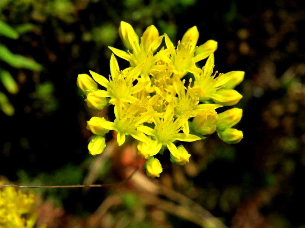 Sedum acre