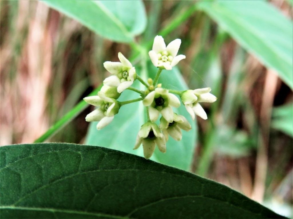 Vincetoxicum hirundinaria (Apocynaceae)