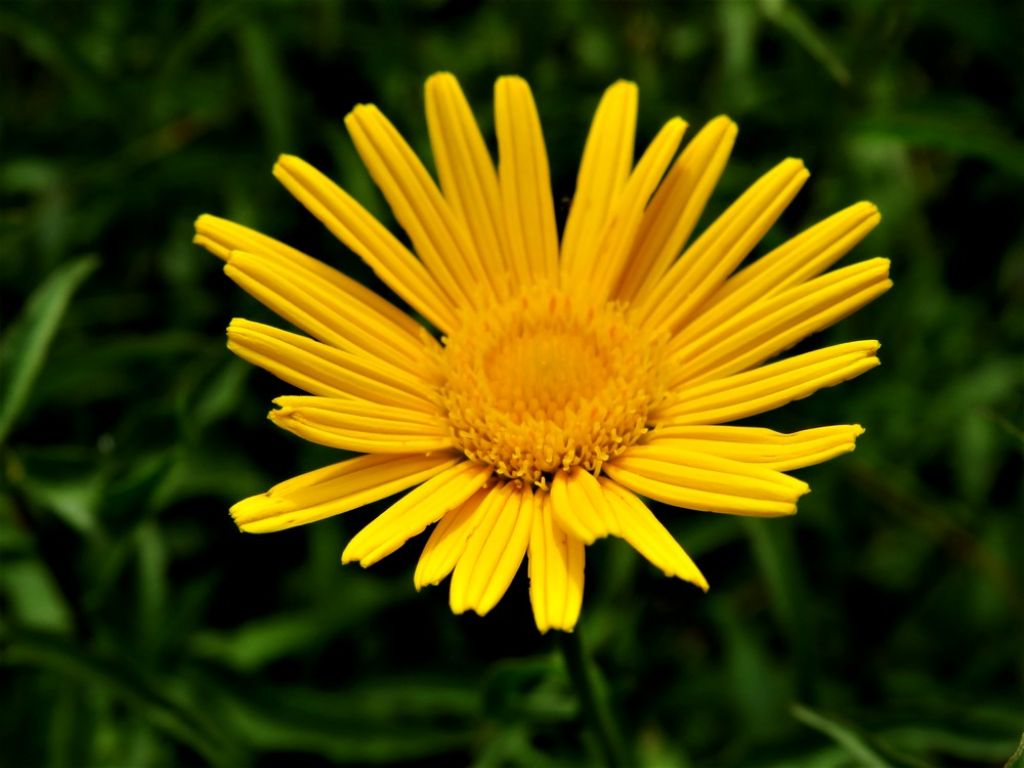 Buphthalmum salicifolium