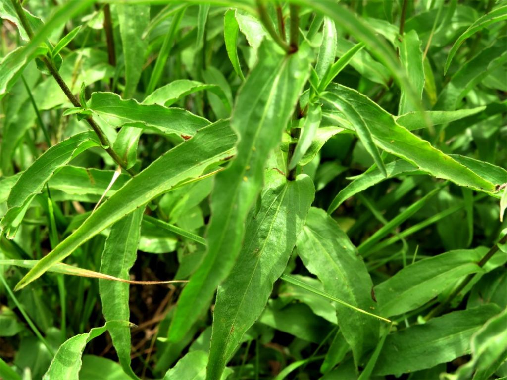 Buphthalmum salicifolium