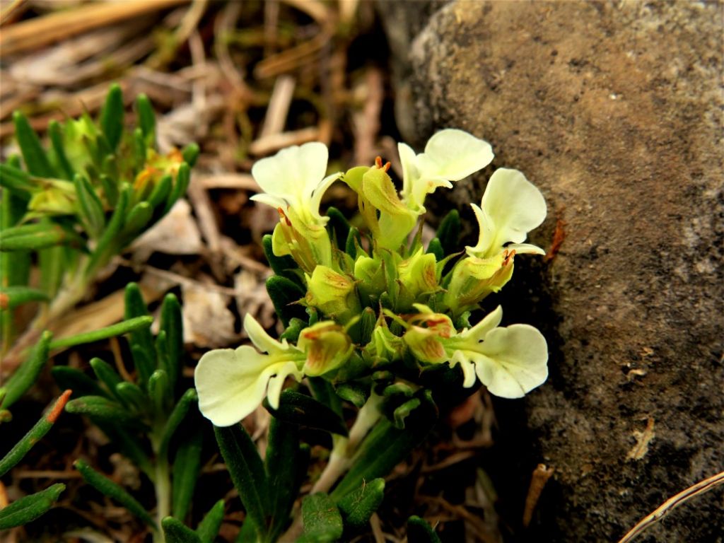 Teucrium montanum (Lamiaceae)