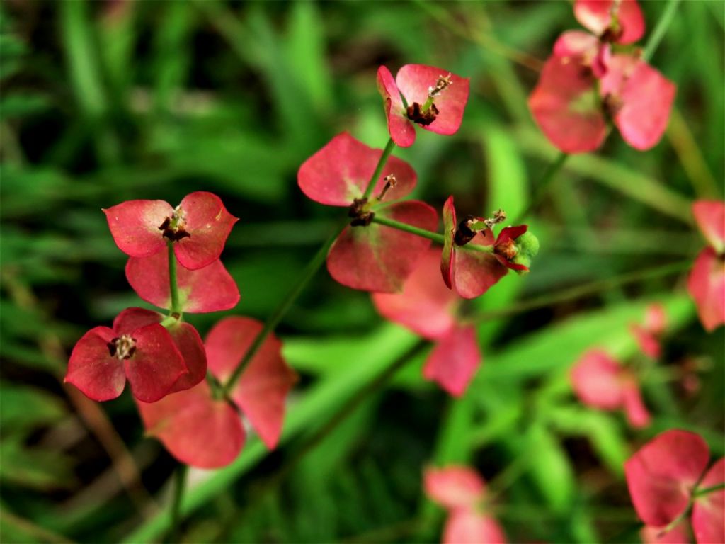 Euphorbia cyparissias