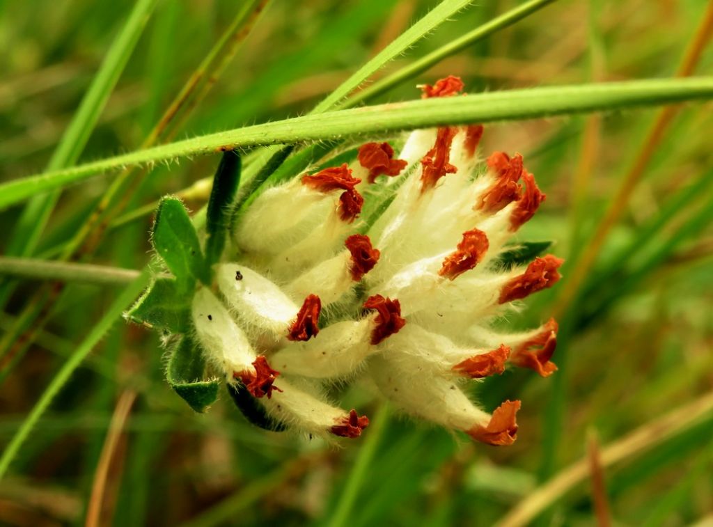 Anthyllis vulneraria s.l. (Fabaceae)