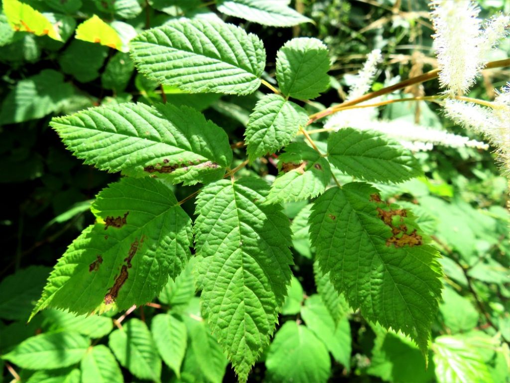 Aruncus dioicus , esemplare maschile (Rosaceae)