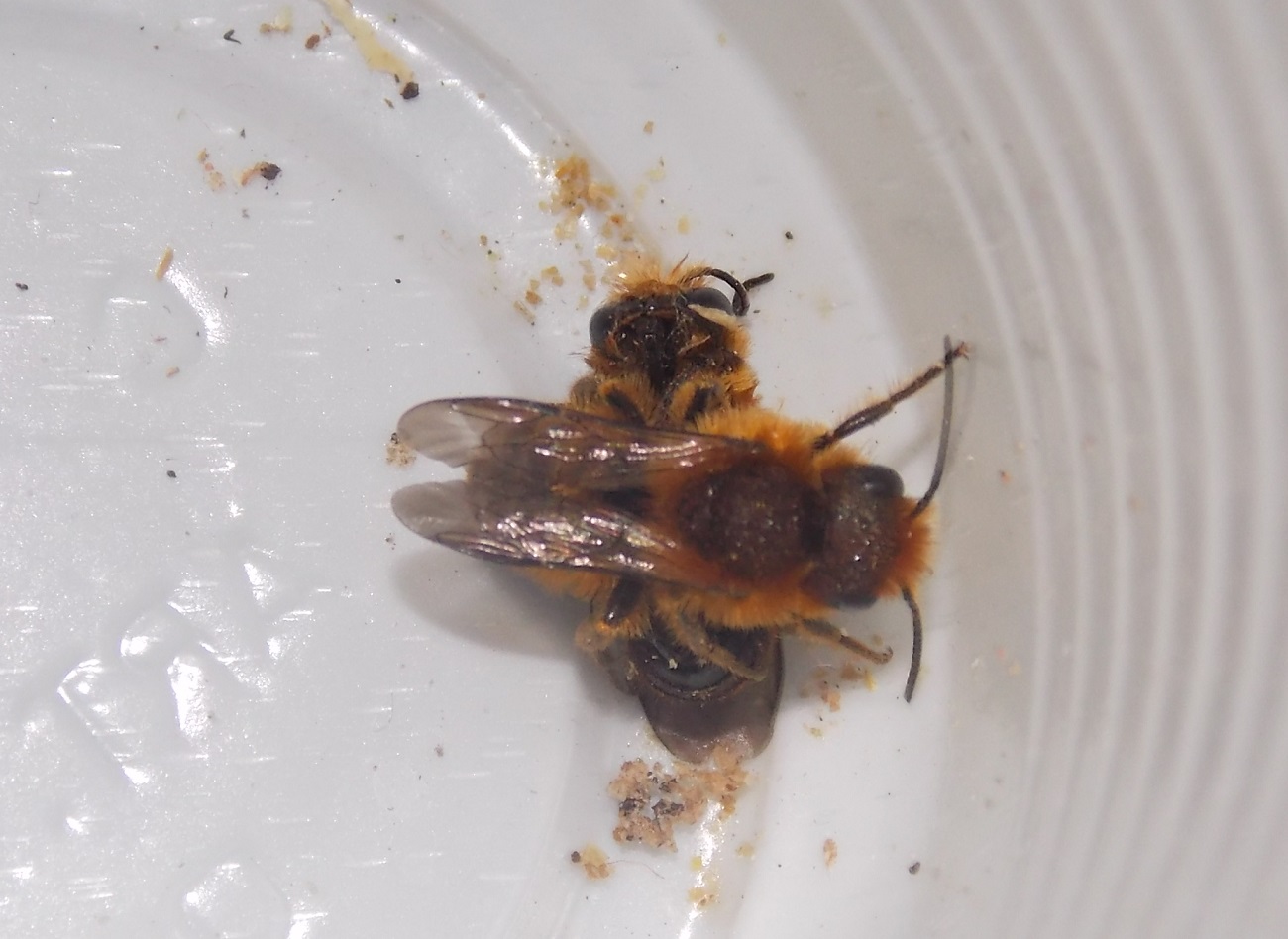 Apidae Halictinae? No. Osmia rufa