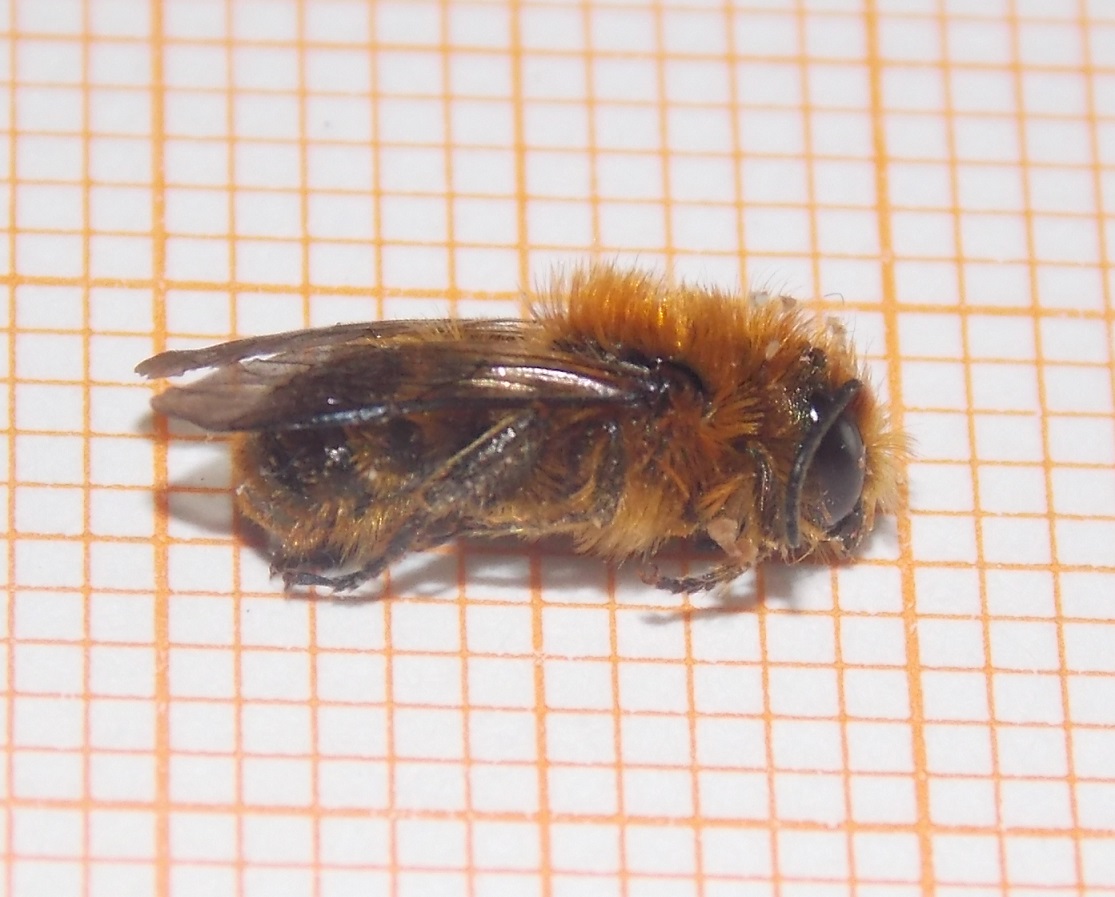 Apidae Halictinae? No. Osmia rufa