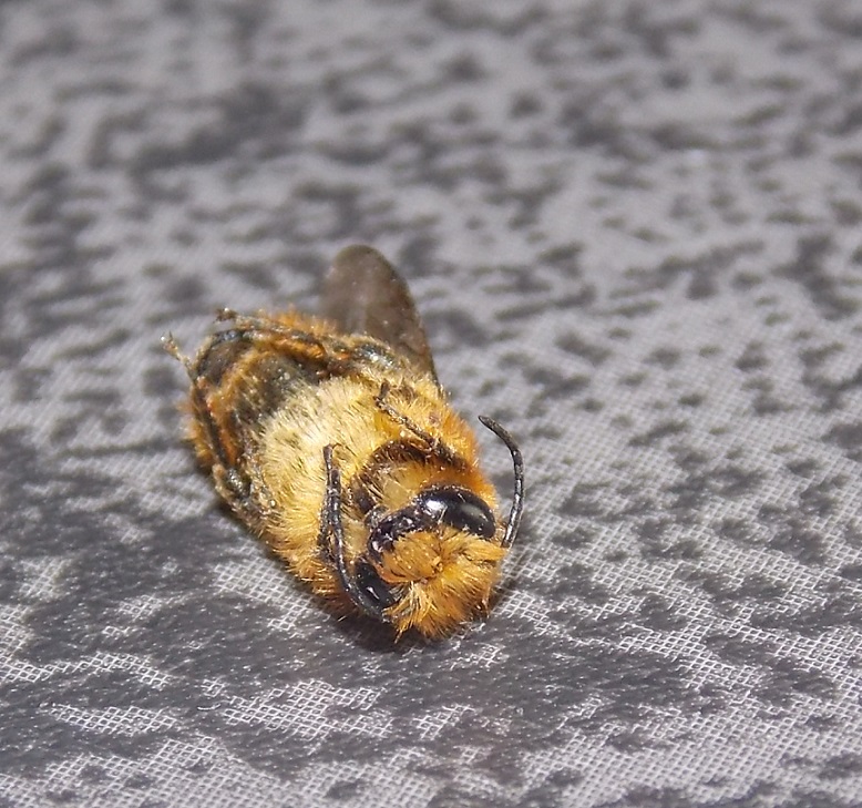 Apidae Halictinae? No. Osmia rufa
