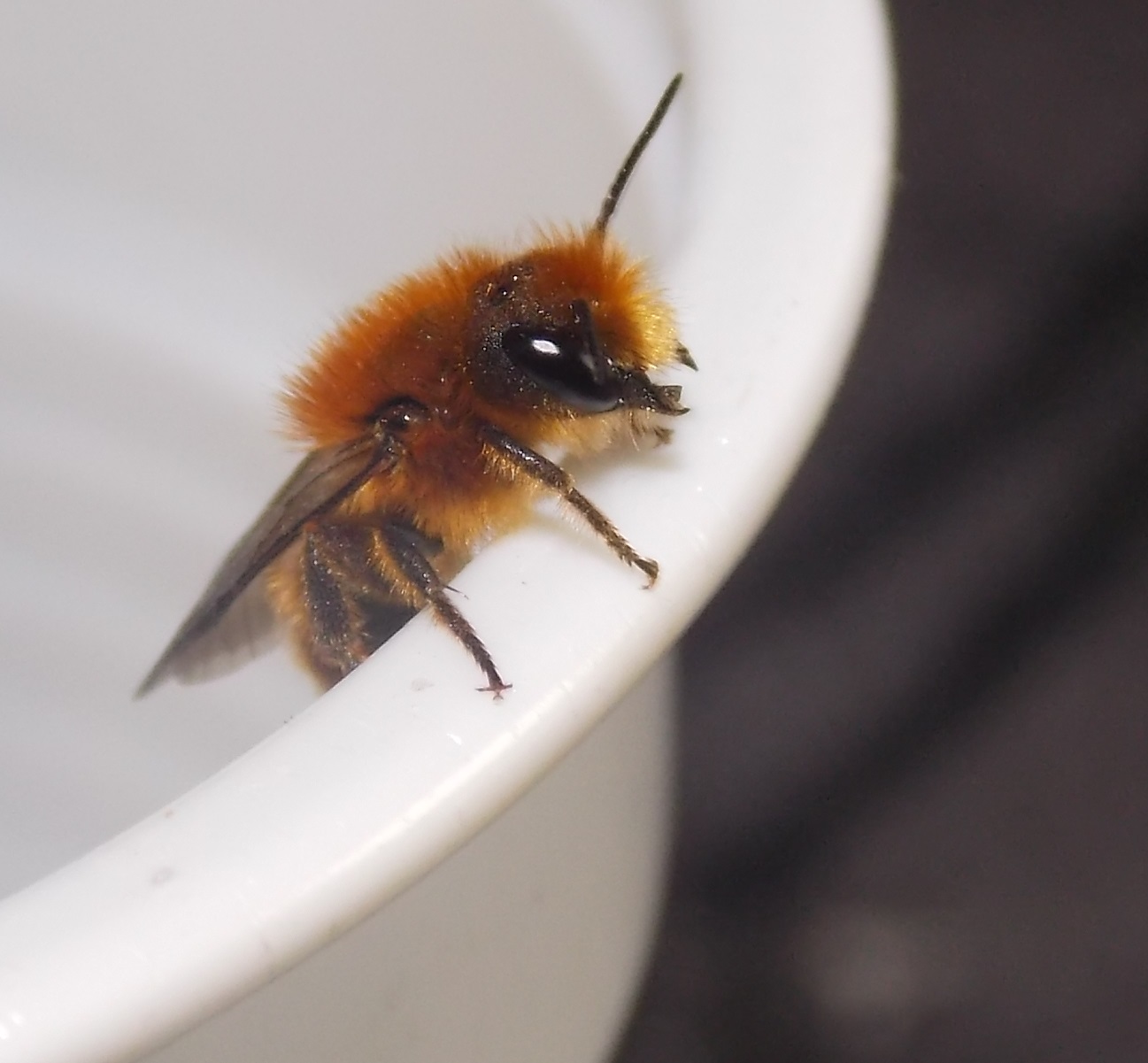 Apidae Halictinae? No. Osmia rufa