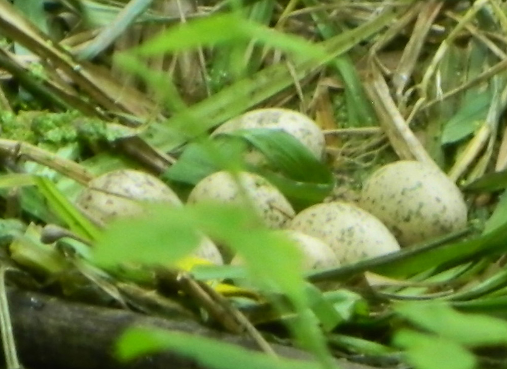 Uova di Uccello da identificare