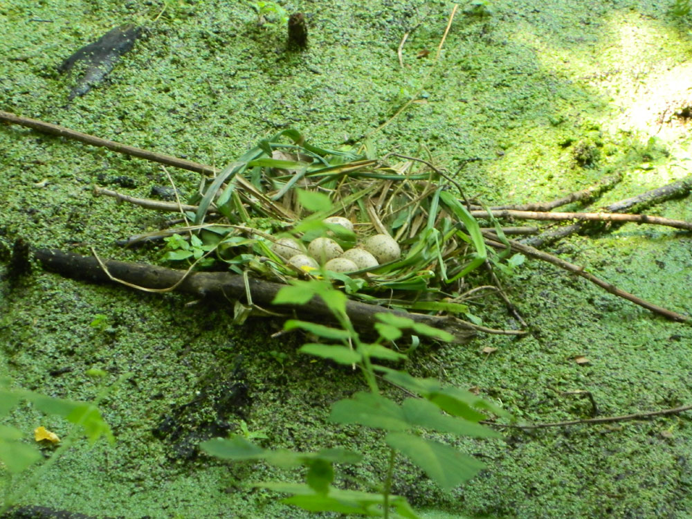 Uova di Uccello da identificare