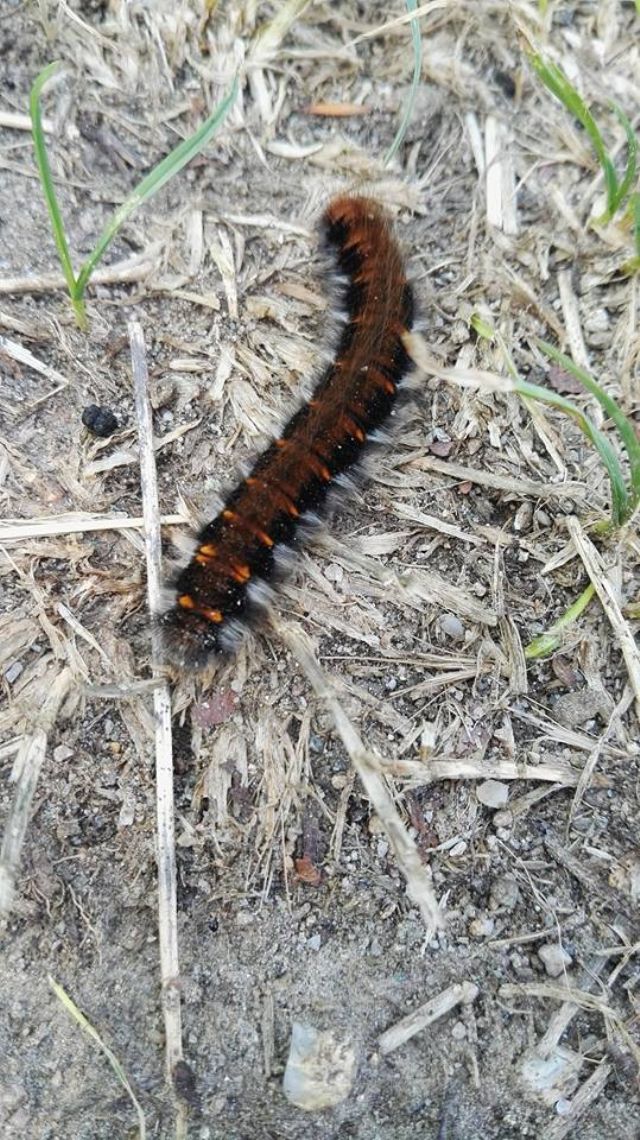 Bruco nero e arancione da identificare