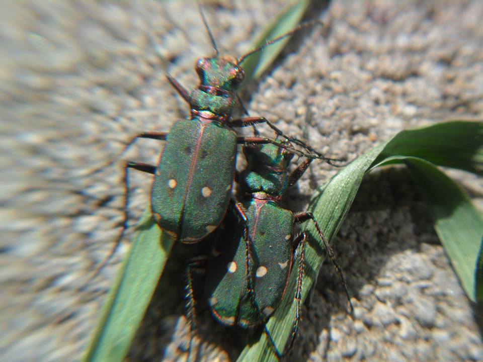 Cicindela campestris (fotografata in svizzera)