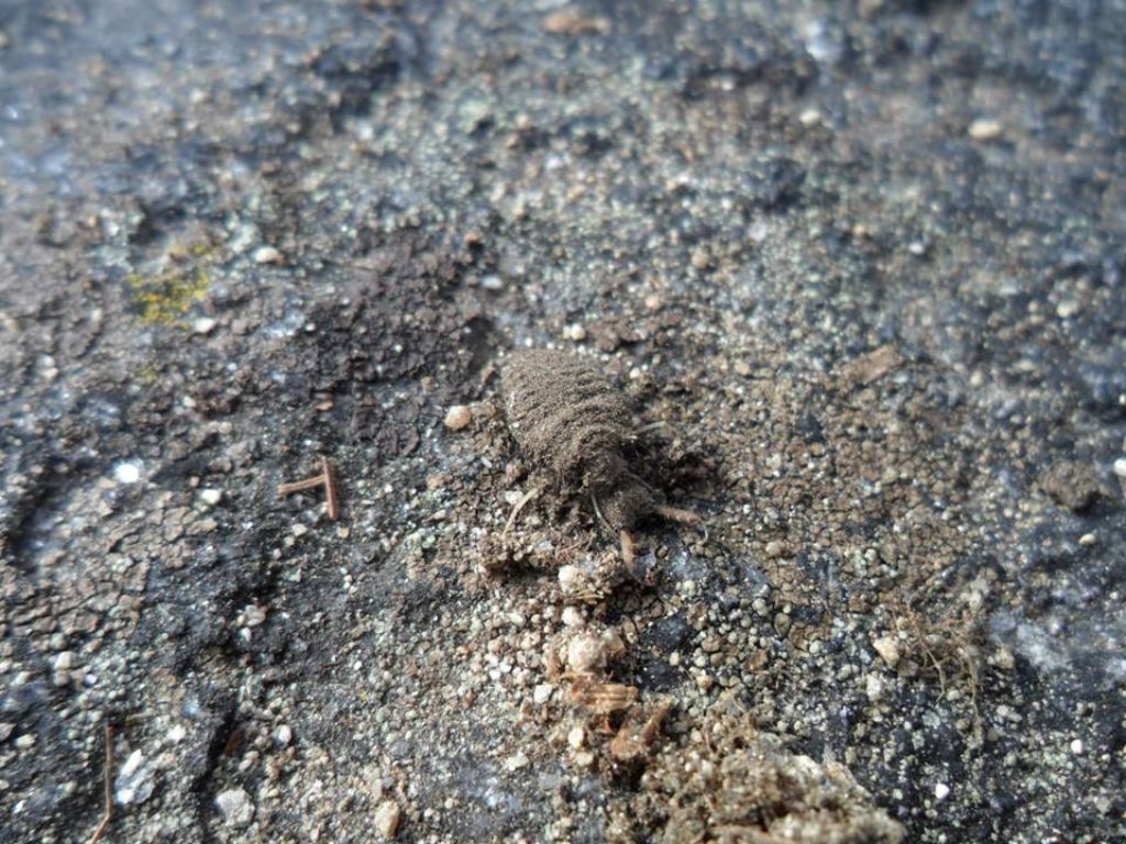 larva di formicaleone, monte svizzero