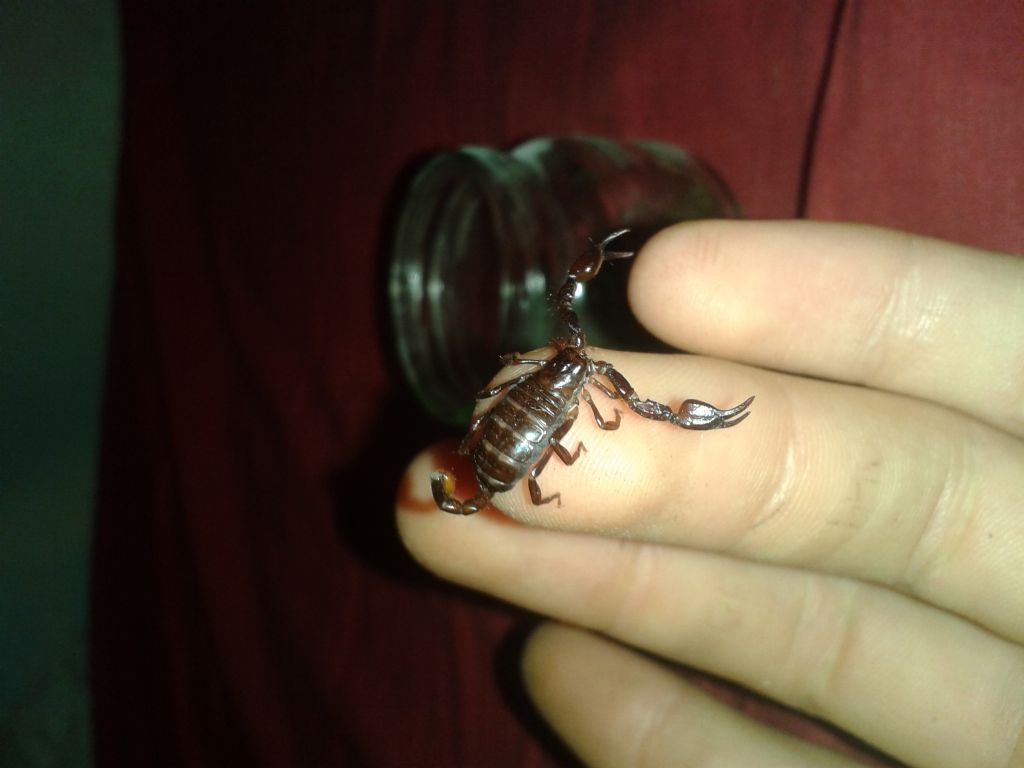 Euscorpius...ma quale?