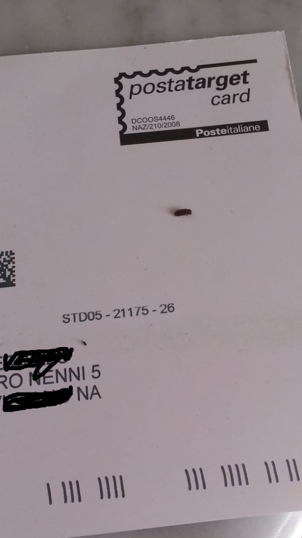 che insetto ? Anobiidae da id.