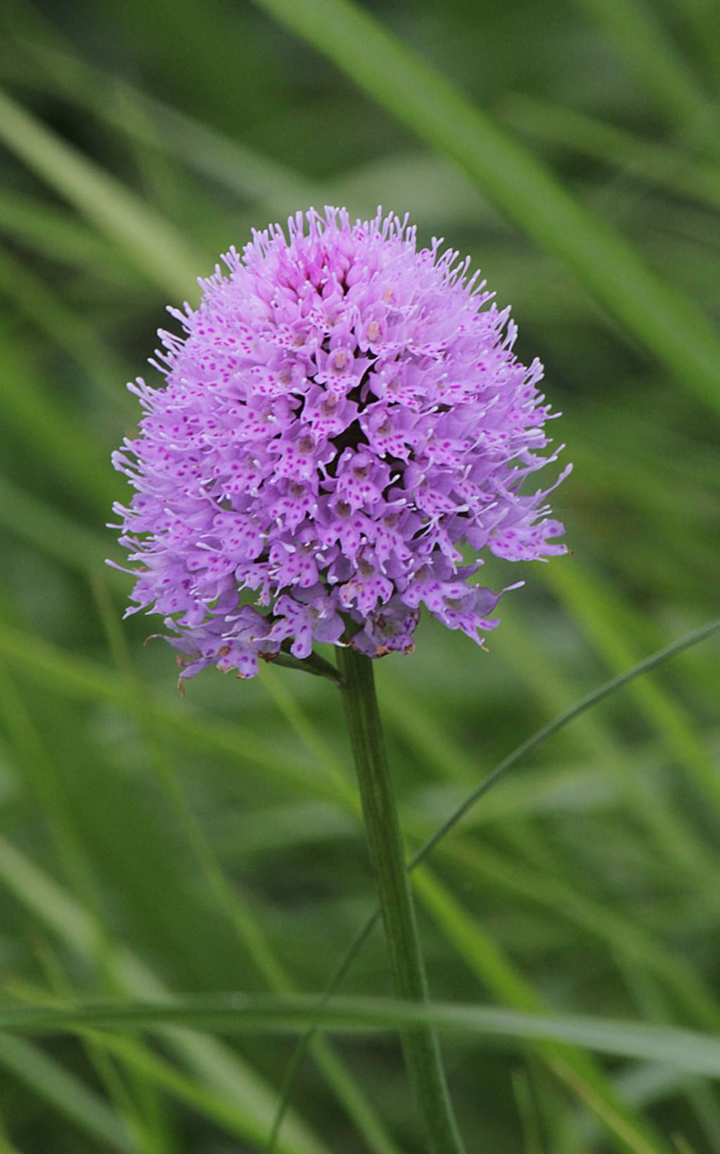 Traunsteinera globosa / Orchide dei pascoli