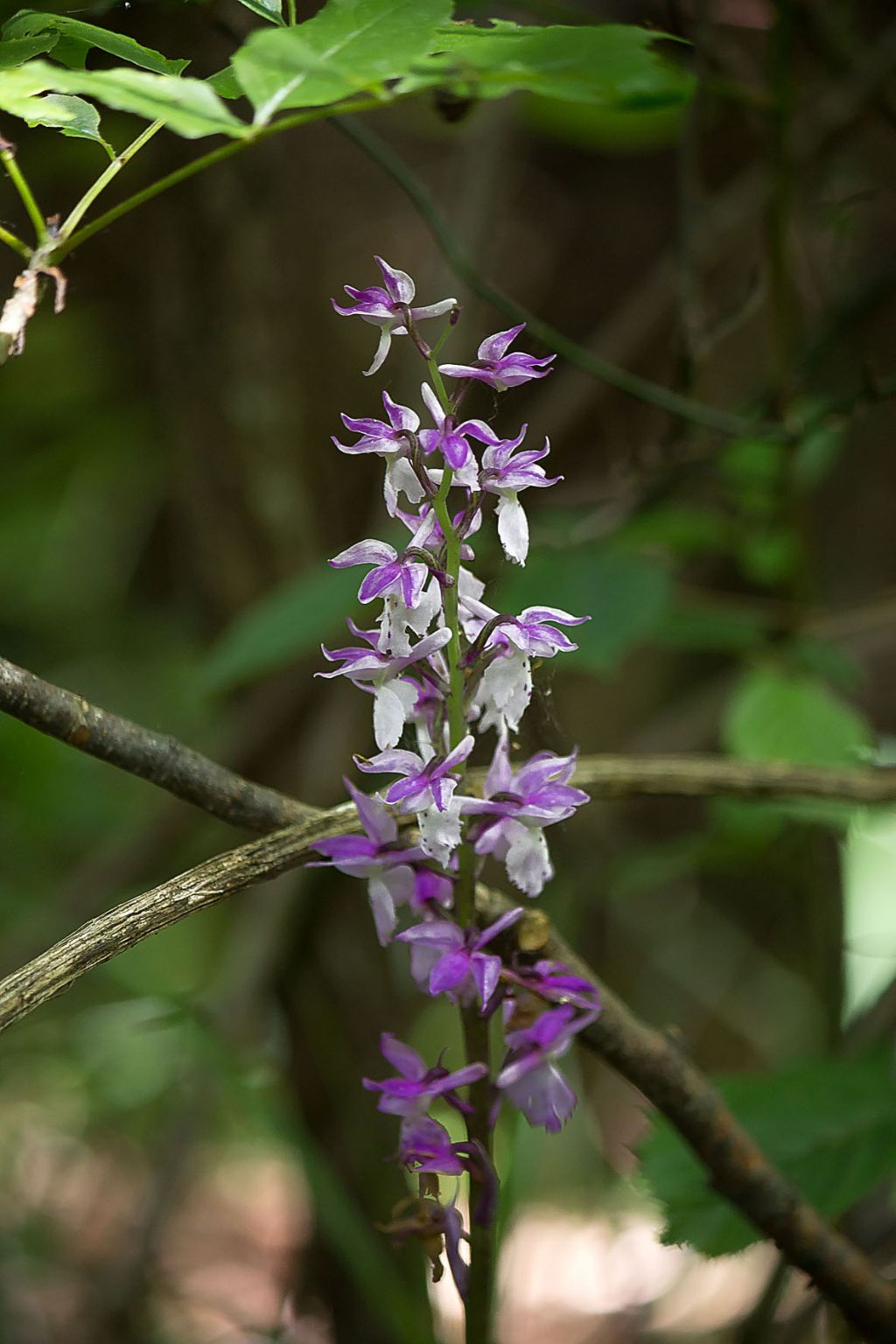 Orchis mascula subsp. speciosa