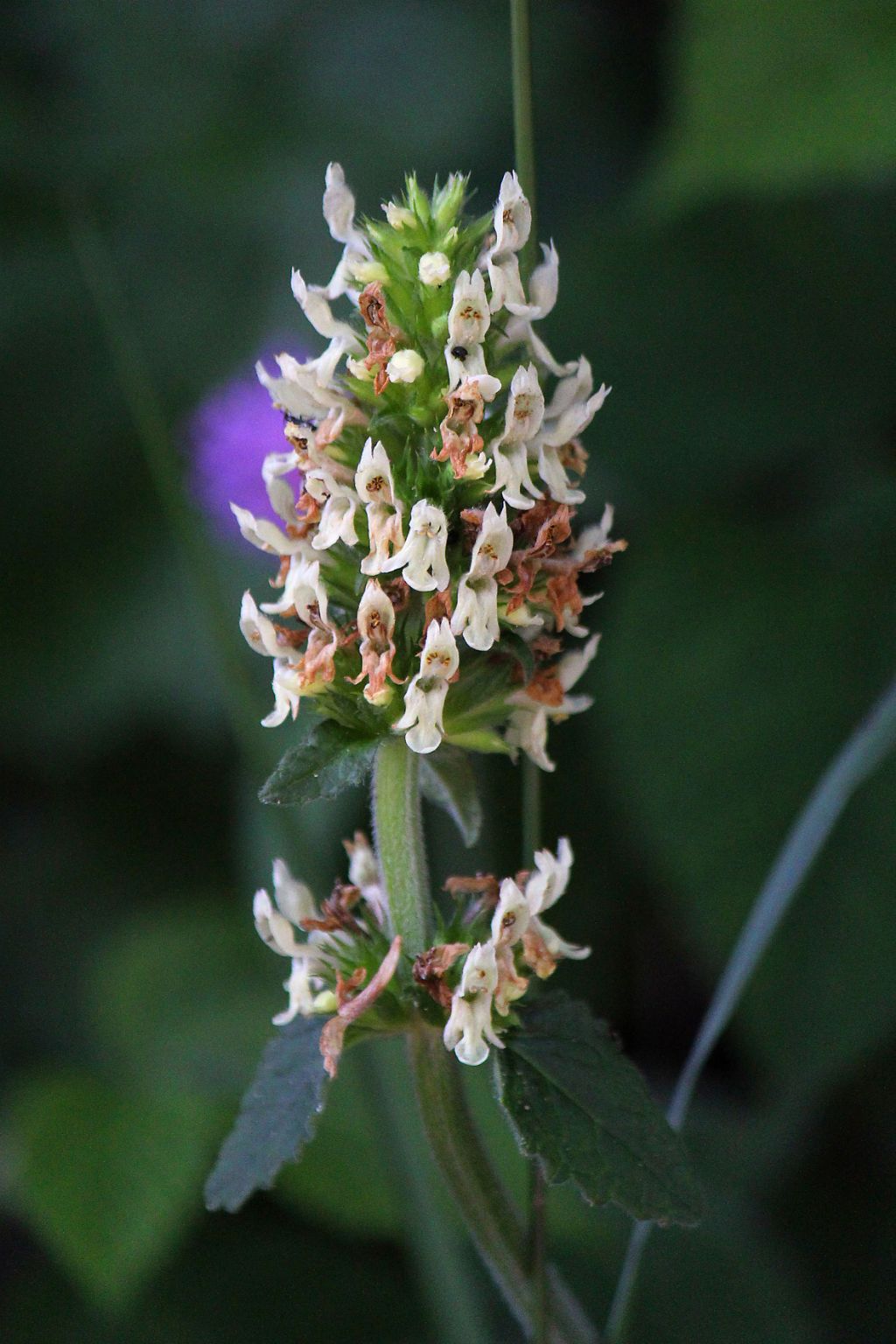 Betonica alopecuros  (=Stachys alopecuros), Lamiaceae