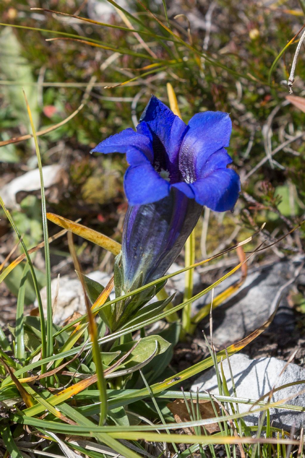 Gentiana acaulis