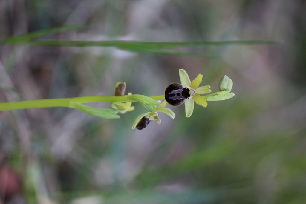 Ophrys sphegodes subsp. sphegodes