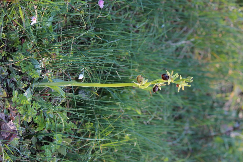 Ophrys sphegodes subsp. sphegodes