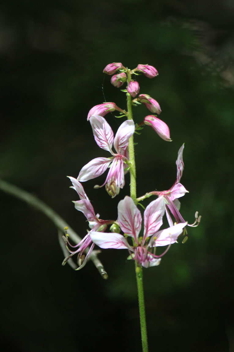 Dictamnus albus (Rutaceae)