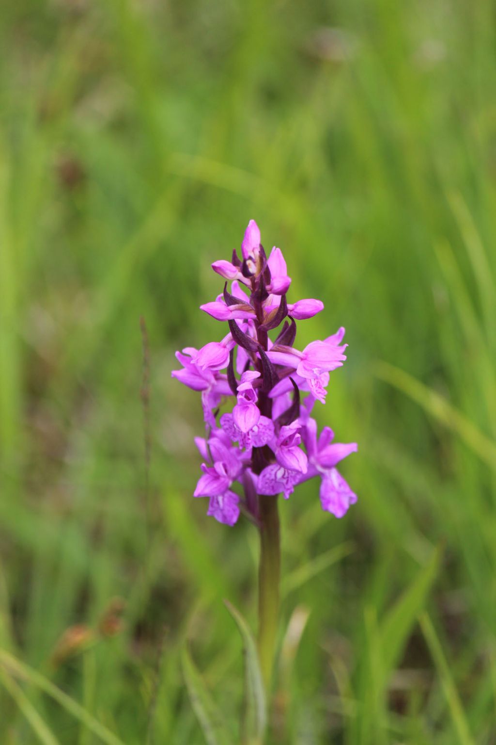 orchidee da identificare