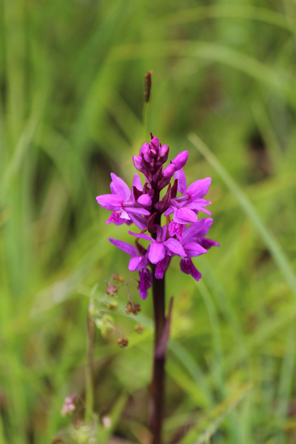 orchidea da identificare