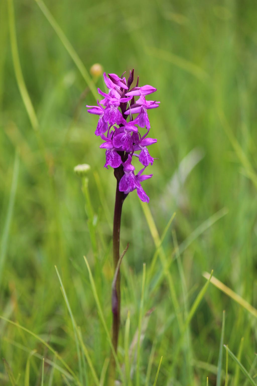 orchidea da identificare