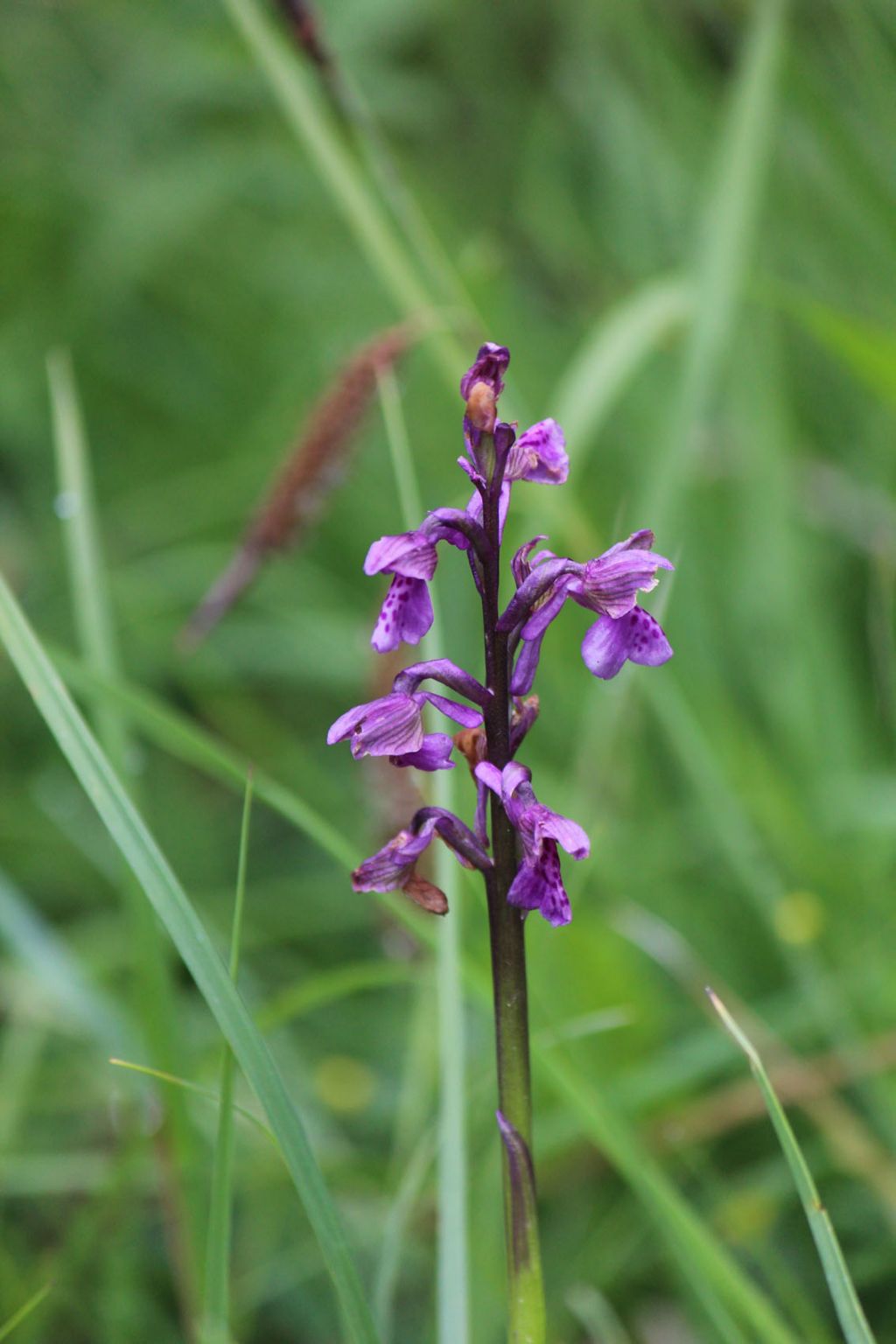 orchidea da identificare