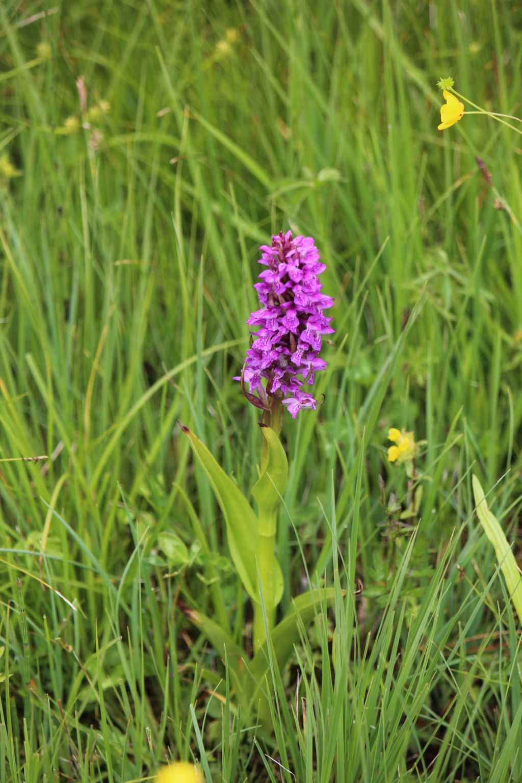 orchidea da identificare