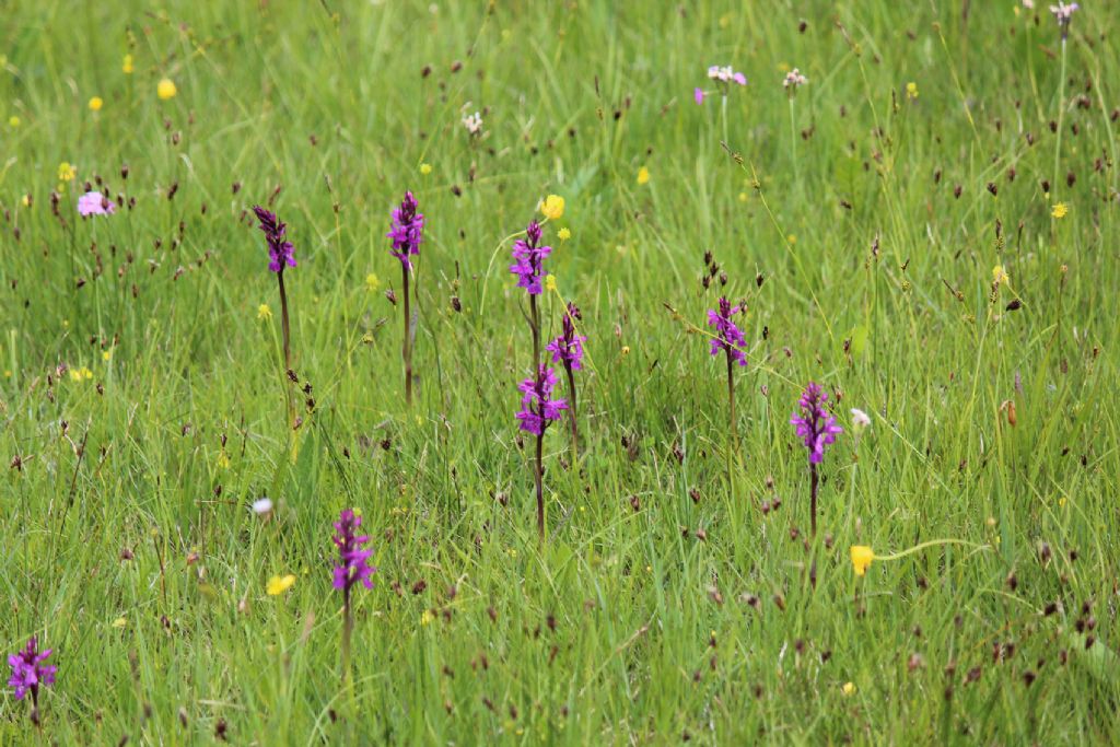 orchidea da identificare