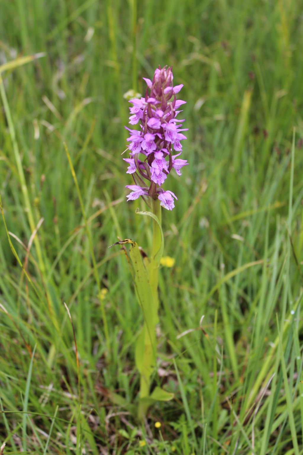 orchidea da identificare