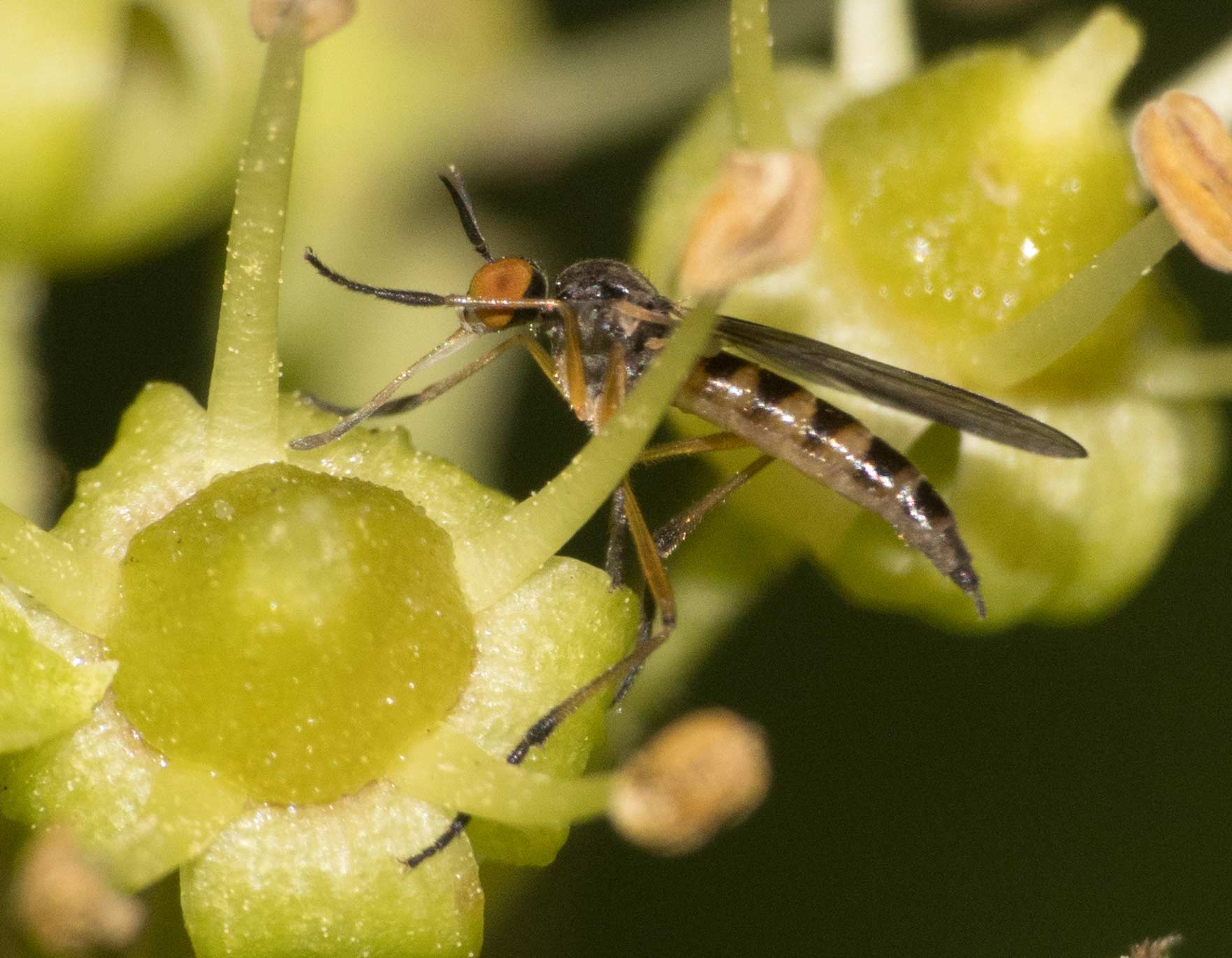 Empididae: Rhamphomyia (Lundstroemiellla) hybotina dal sud della Francia