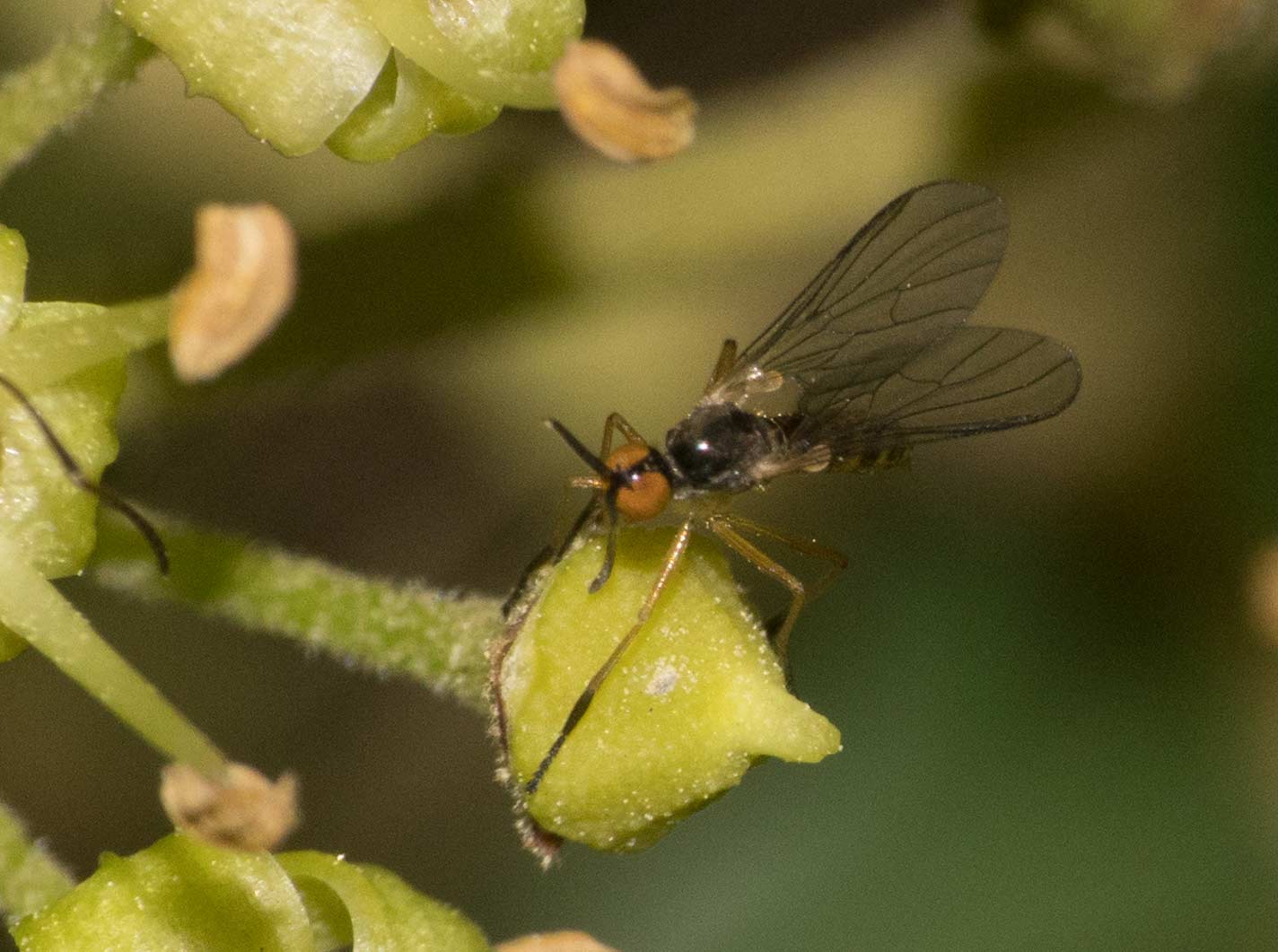 Empididae: Rhamphomyia (Lundstroemiellla) hybotina dal sud della Francia