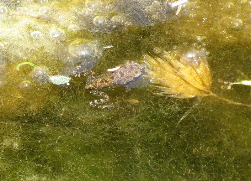Aiuto identificazione - Bufotes balearicus
