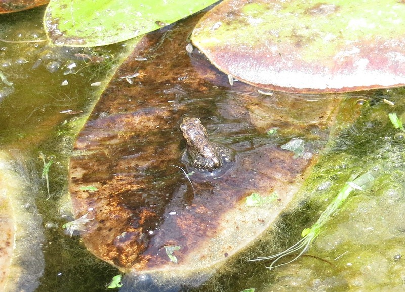 Aiuto identificazione - Bufotes balearicus