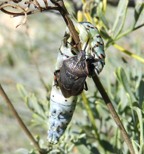 Predatori di farfalle