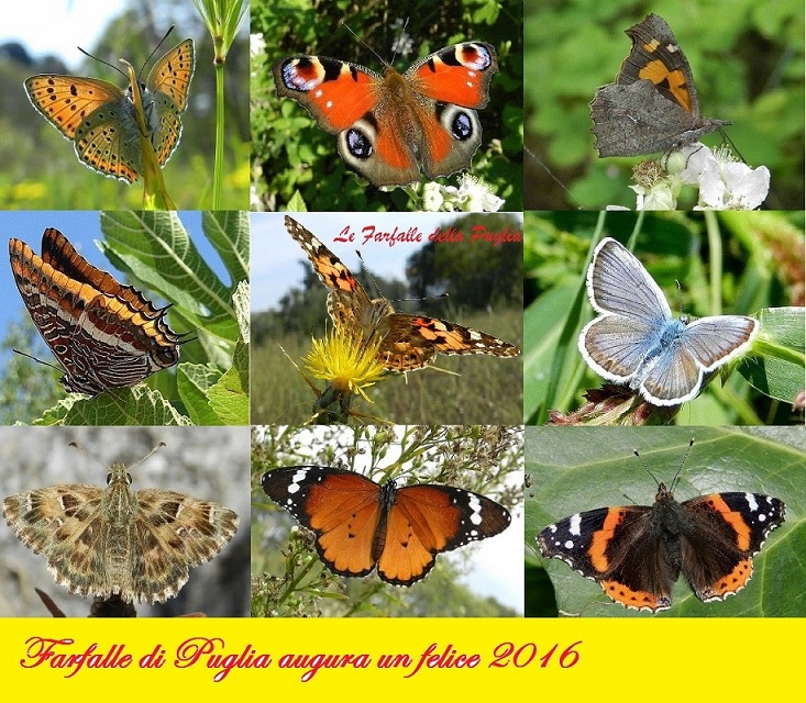 Buon 2016