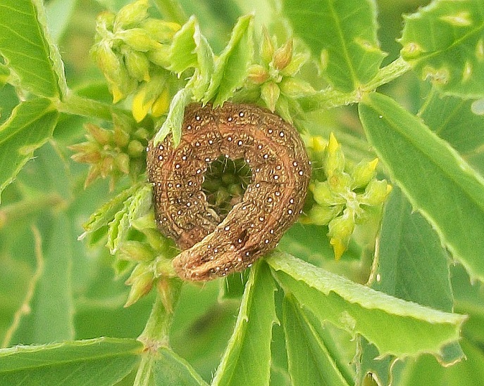 Bruco ai primi stadi di Cucullia calendulae (Cfr.), Noctuidae