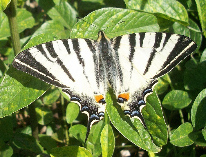 Iphiclides podalirius